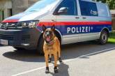 "Комиссар Рекс доволен": в Австрии полицейских собак обули в "кеды". ФОТО