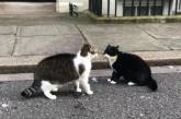 В Лондоне подрались два министерских кота
