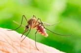 Мэр французского города запретил комаров