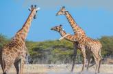 Битва двух жирафов в Намибии.ФОТО