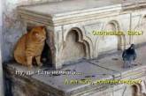 Смешные коты, удивляющие нестандартным поведением. ФОТО