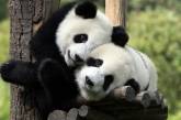 «Невероятно милое и удивительно интересное животное», или кто же выступает Драгоценностью Китая?. ФОТО