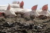В Китае продают фальшивые свиные уши