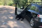 В США медведь полакомился бананами, оставленными в авто. ФОТО
