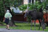 На востоке Москвы усилено патрулирование мест возможного появления лосей  