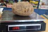 Гигантский картофель удивил украинского фермера