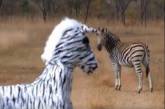 Два парня оделись, как зебра в саванне, львам эта затея пришлась не по вкусу. ВИДЕО