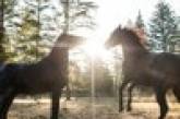 Впервые в истории: конь подал в суд на жестокого хозяина
