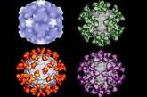 Насморк защищает европейцев от гриппа H1N1