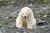 Хотел похитить "находку гола": белый медведь напал на лагерь исследователей ради ноги мамонта