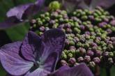 Удивительные снимки цветов крупным планом от Энн Венер