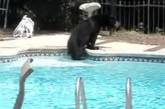 Медведь принял освежающую ванну в частном бассейне