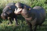 Австралийский охотник убил карликового бегемота, перепутав его с кистеухой свиньей