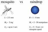 Наука установила, почему комары не гибнут во время дождя 