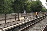 В США козы помешали движению поездов метро