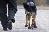 Украинские пограничные собаки теперь ходят в носках