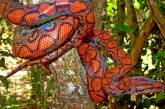 Радужный удав — самая красивая змея в мире. ФОТО