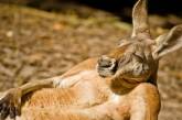 Удивись: кенгуру захватили столицу Австралии