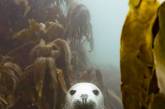 19 чарующих работ престижного конкурса подводной фотографии