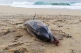 Дельфин задохнулся на пляже из-за подгузника