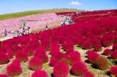 Невероятные красные кипарисы в Японии. ФОТО