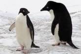 Соратник Роберта Скотта засекретил записи об интимной жизни пингвинов