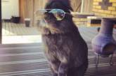 Забавные кролики в солнцезащитных очках. ФОТО
