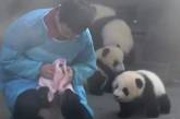 Мимимишность зашкаливает: как помогают купаться маленьким пандам.ВИДЕО