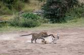 Стремительная охота самки леопарда на газель. ФОТО