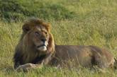 Могучие и грациозные африканские львы. ФОТО