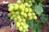 Полезные и вредные свойства винограда, о которых стоит знать