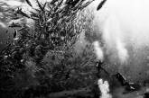 Подводное царство на снимках Ануара Пэтджэйна. ФОТО