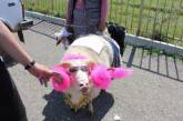 В Дагестане провели конкурс на самую красивую овцу. ФОТО