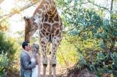Любопытный жираф на свадьбе. ФОТО