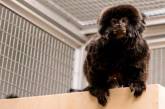 В Швеции обезьяна сбежала из зоопарка ради фасфуда