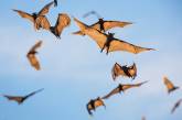Удивительные снимки миграции летучих мышей. ФОТО