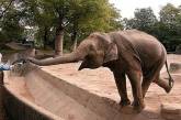 Сегодня Всемирный день защиты слонов в зоопарках 