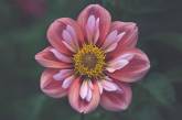Красивые снимки цветов крупным планом от Лизы Брианд. ФОТО