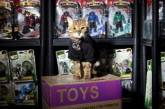 Бенгальская кошка "устроилась на работу" на склад игрушек