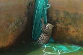Дикий леопард чудом спасся, упав в резервуар с водой 
