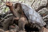 На Земле полностью вымер вид: скончалась последняя гиганстская галапагосская черепаха