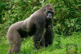 24-летняя горилла встретила крошечное существо в лесу. ФОТО