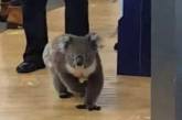 В Австралии коала стала постоянной «клиенткой» аптеки. ВИДЕО