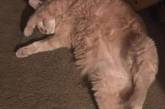 Спящий в необычной позе кот стал звездой фотожаб