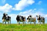 Целое стадо коров и пастух в придачу «эмигрировали» в Беларусь