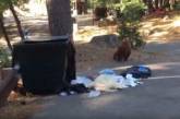В США медведь стал «узником» мусорного бака. ВИДЕО