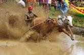 Индийские гонки на быках 2018. ФОТО