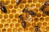 ООН: Пчелы гибнут по всему миру