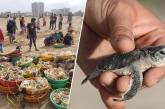 С пляжа в Индии убрали 5000 тонн мусора, чтобы спасти черепах. ФОТО