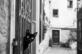 Все включено: в Италии для кошек открыли пятизвездочный отель